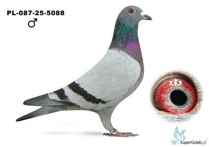 PL-087-25-5088 Heniu 