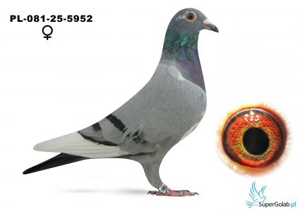 PL-087-25-5952 Wójcik Mieczysław