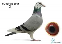 PL-087-25-5961 Wójcik Mieczysław