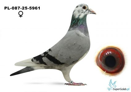 PL-087-25-5961 Wójcik Mieczysław