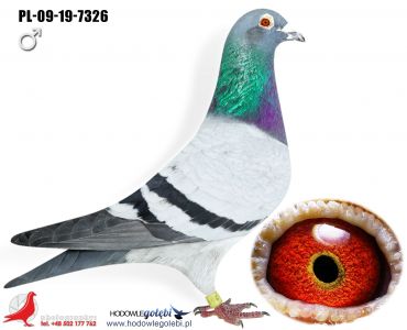 PL-09-19-7326 - org. Sławmir Rogala UNIKAT!!!!!!