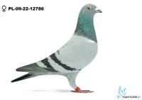 PL-09-22-12786