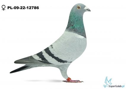 PL-09-22-12786