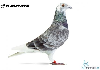 PL-09-22-9350