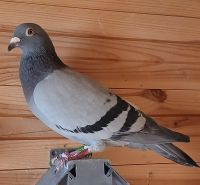 PL-09-23-2176 Rogala Sławomir