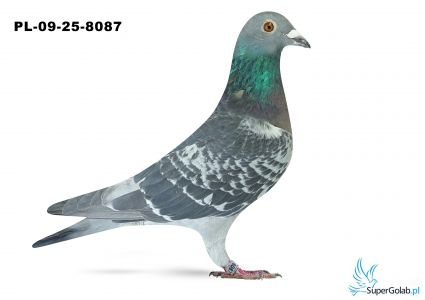 PL-09-25-8087 12. OKRĘG BIAŁA PODLASKA 