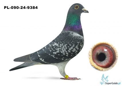 PL-090-24-9384