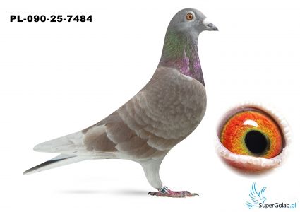 PL-090-25-7484 - TOP !!!  syn  Czerwonej 455 