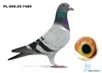 PL-090-25-7489    - TOP !!!