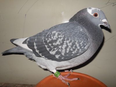 PL-094-18-1301- oryg Rafał Dominiak