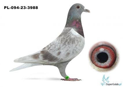 PL-094-23-3988 Ostropolski Team - 15 gołab z Dessau 230 km