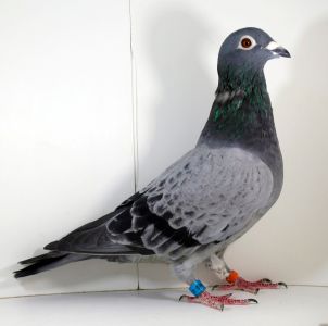 PL-096-16-9840 Oryg. G&A Buttner x Oryg. P. Wojciechowski