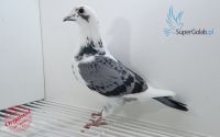 PL-097-18-14649