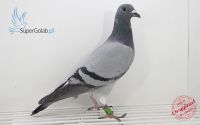 PL-097-18-14652