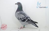 PL-097-18-14657