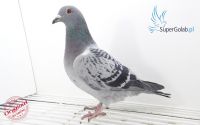 PL-097-18-14662