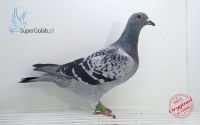 PL-097-18-14670