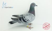 PL-097-19-5151