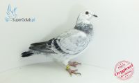 PL-097-19-6609