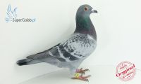 PL-097-19-6617