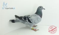 PL-097-19-6618