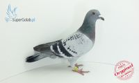 PL_097-19-6624