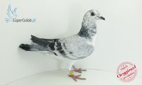 PL-097-19-6628