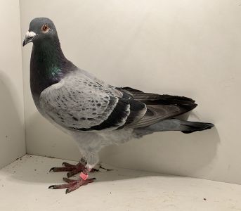 PL-097-25-16637 - oryg. A. Naculak - pół Porsche - samiec