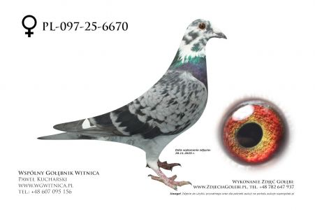 PL-097-25-6670: Lechniak K