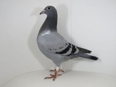 PL-098-20-12481  Het Wonder x F.Philippe x W.Liebner x W.Kumpmeyer