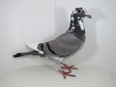 PL-098-20-12487   W.Liebner x R.Smagała - Schilling