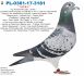 PL-098-20-5762  Mocny inbred na gołębia ,,Het Wonder