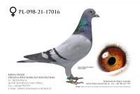 PL-098-21-17016 - samica