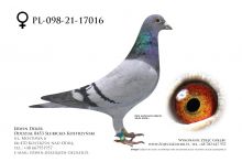 PL-098-21-17016 - samica