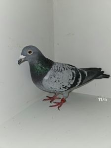 PL-098-22-1175 Linia Mustang + PL-098-22-1173 Linia Mustang