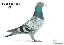PL-098-25-1075