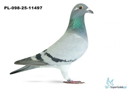 PL-098-25-11497 WG Rejon VI Poznań