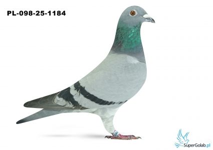 PL-098-25-1184 29. OKRĘG KALISZ 