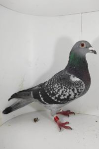 PL-099-17-77 org. Arkadiusz Konieczny