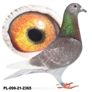 PL-099-21-2365-SAMIEC Z LIKWIDACJI HODOWLI