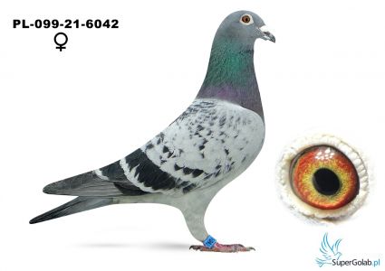 PL-099-21-6042 Kubica Iwona Marcin - V-ce Mistrzowie Polski GMP