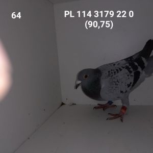 PL-114-22-3179: 16-GAWRON RAFAŁ Gołąb z hodowli: 16-GAWRON RAFAŁ.