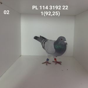 PL-114-22-3192: 16-GAWRON RAFAŁ Gołąb z hodowli: 16-GAWRON RAFAŁ.