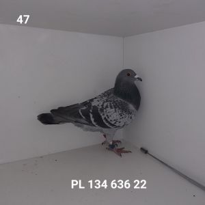 PL-134-22-636: 15-MIKLAS ANDRZEJ Gołąb z hodowli: 15-MIKLAS ANDRZEJ.