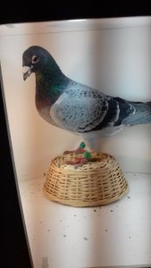 PL-170-12-3706 Klaas x vd Merwe