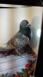 PL-170-18-7480- linia rude-Eijerkamp- Janssen