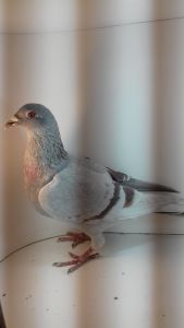 PL-170-20-2863 -linia Kitel x 808 Paszek