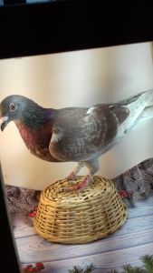 PL-170-20-2871   linia Kittel x linia 808 Paszek