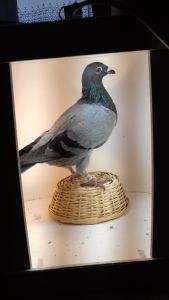 PL-170-20-3167 brat Albercika 1go z półfinału na WG Rogowo