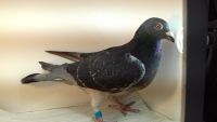 PL-170-2016-7023 -100% Vercammen
